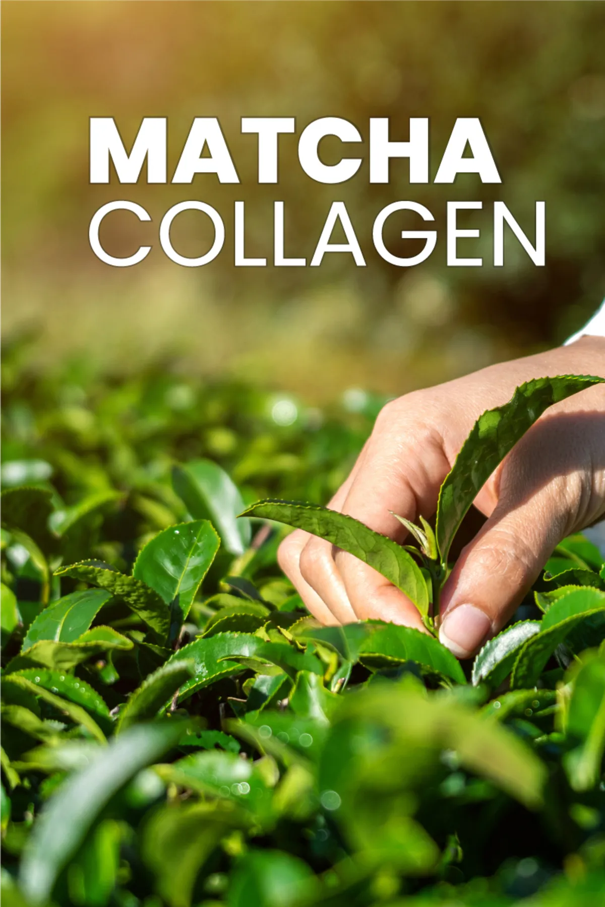 Dermoten, Matcha Collagen, Toz Kolajen - 300 Gr  (Tip 1, Tip 3, Matcha, L-Karnitin, 30 X 10.000 Mg)